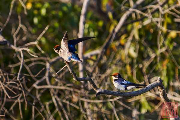 050623-bird_08
