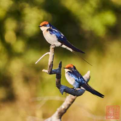 050623-bird_09