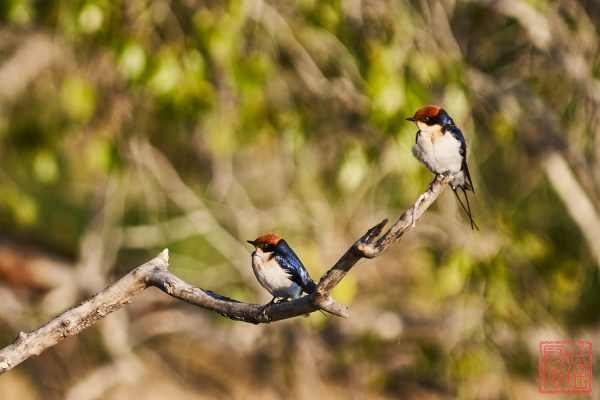050623-bird_10