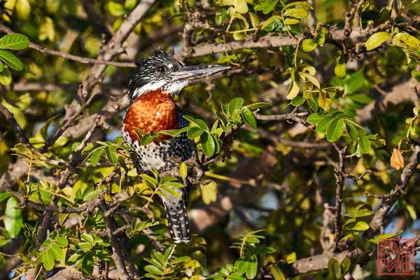 050623-bird_11
