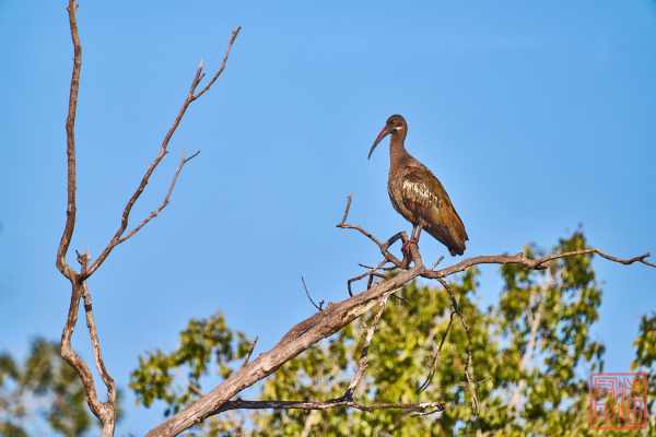 050623-bird_12