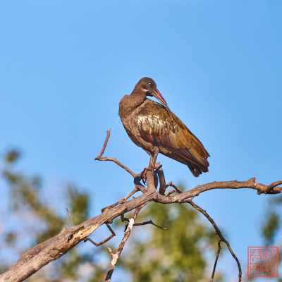 050623-bird_13
