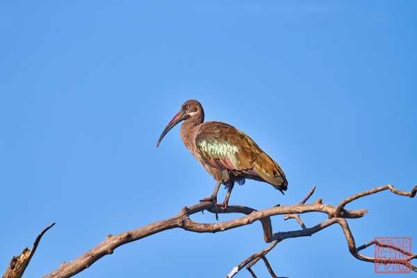 050623-bird_14