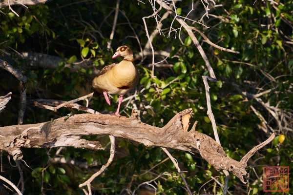 050623-bird_15