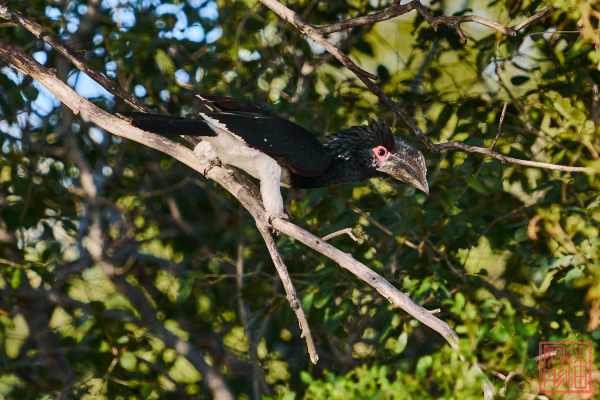 050623-bird_17