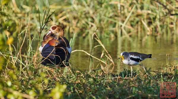 050623-bird_19