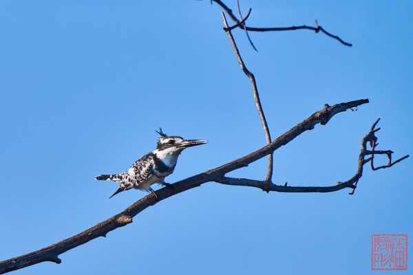 050623-bird_20