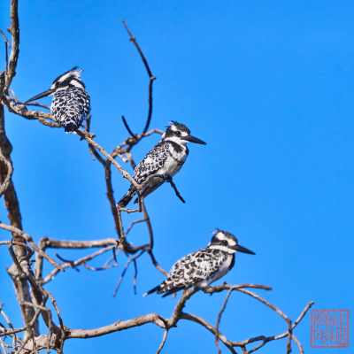 050623-bird_21