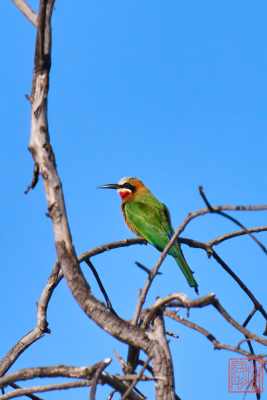 050623-bird_22