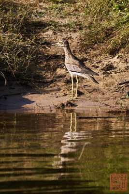 050623-bird_24