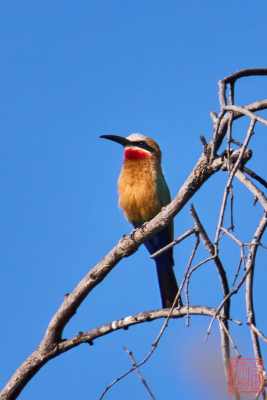 050623-bird_25