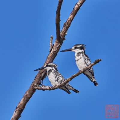 050623-bird_27