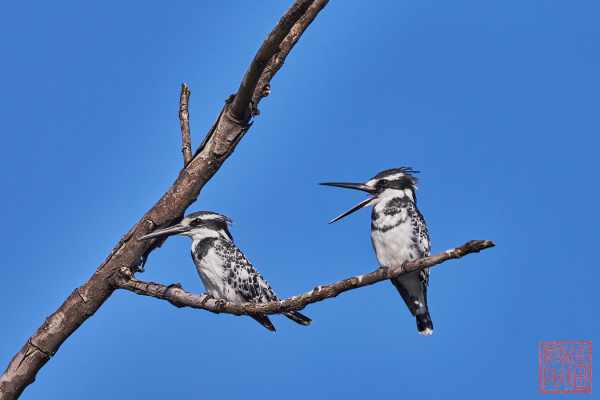 050623-bird_28