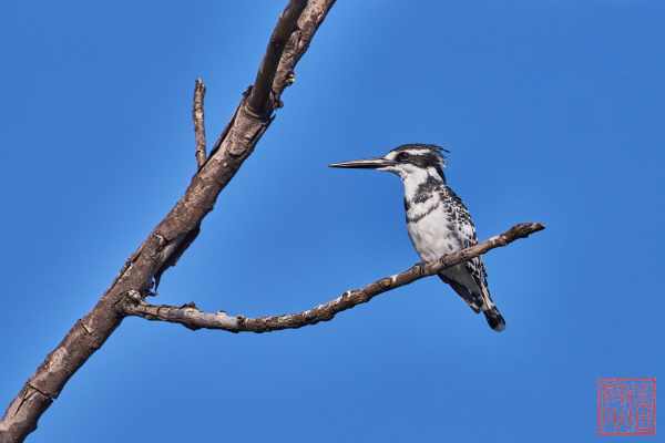 050623-bird_29