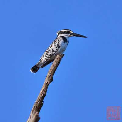 050623-bird_30