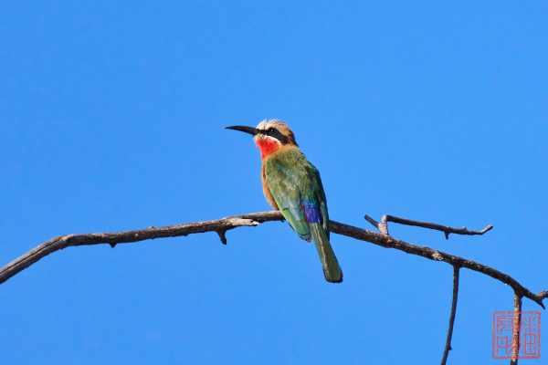 050623-bird_31