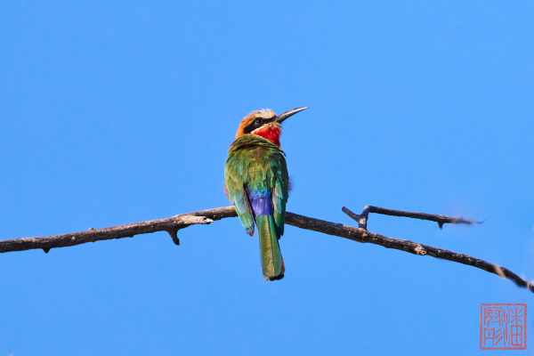 050623-bird_32