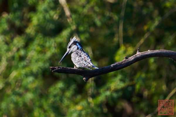 050623-bird_33