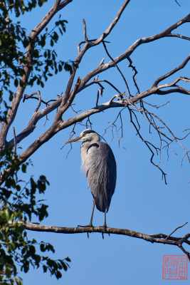 050623-bird_36