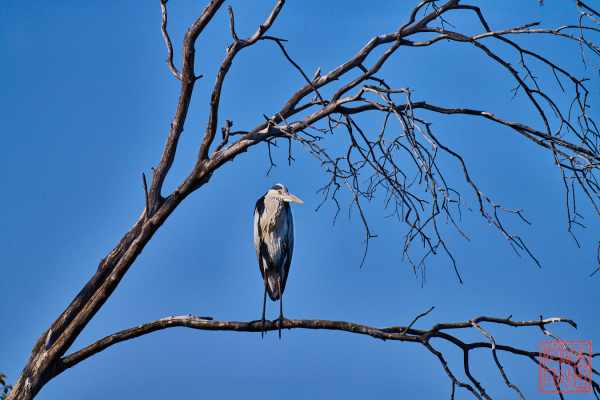 050623-bird_37