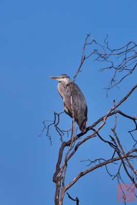 050623-bird_38