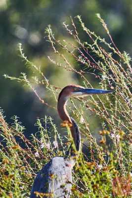 050623-bird_39