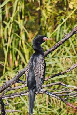 050623-bird_40