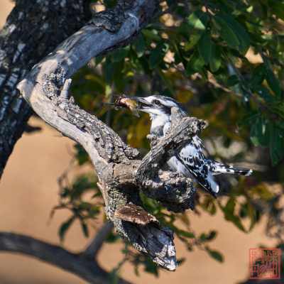 050723-bird_01