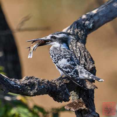 050723-bird_02
