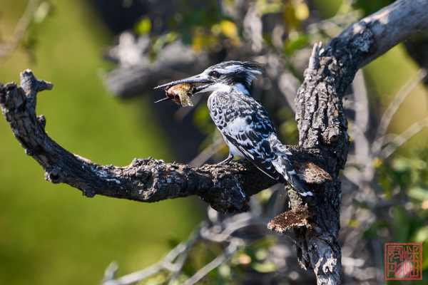 050723-bird_03