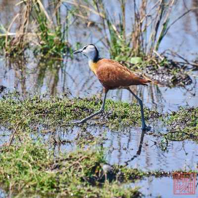 050723-bird_08