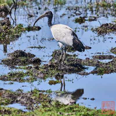 050723-bird_09