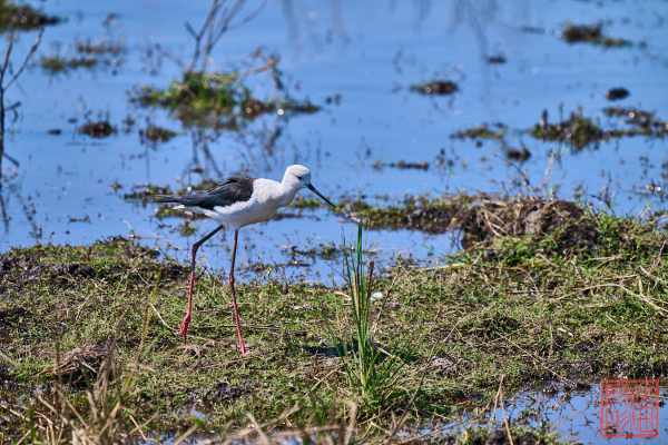 050723-bird_10