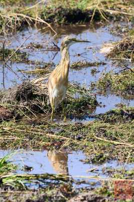 050723-bird_11