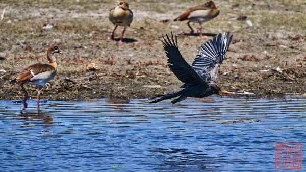 050723-bird_20