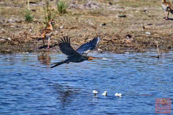 050723-bird_21