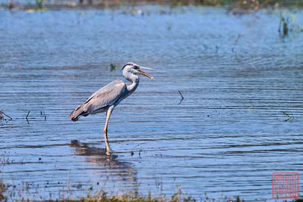 050723-bird_23