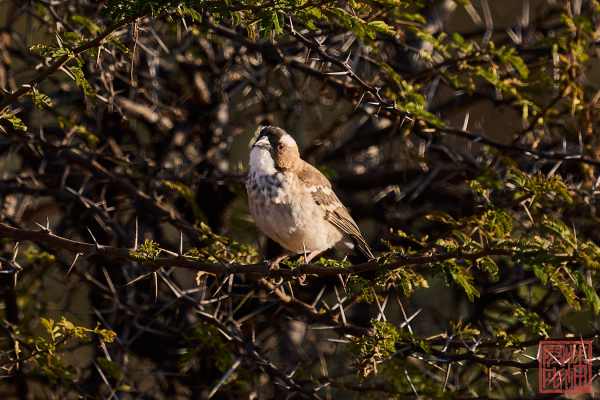 050923-bird_01
