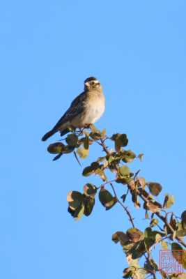 050923-bird_02