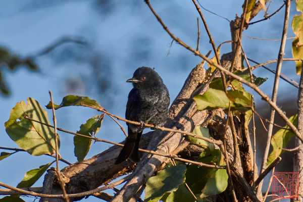 050923-bird_03