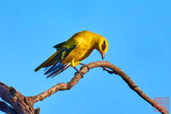 050923-bird_04