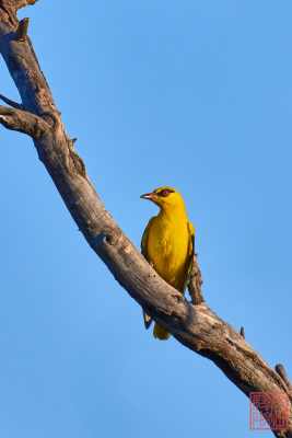 050923-bird_05