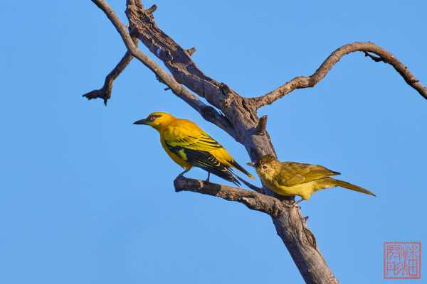 050923-bird_07
