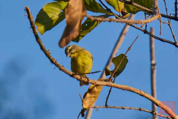 050923-bird_08