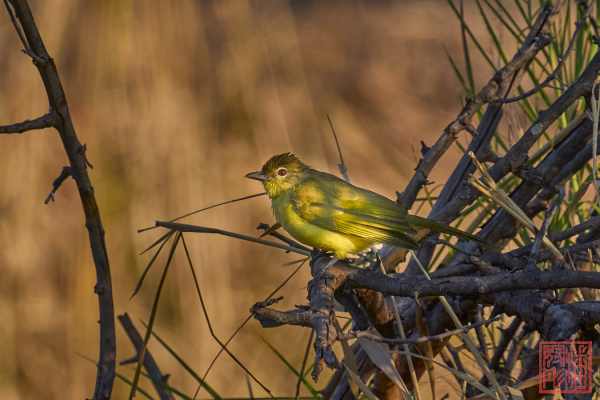 050923-bird_09