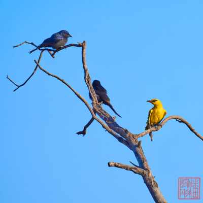 050923-bird_10