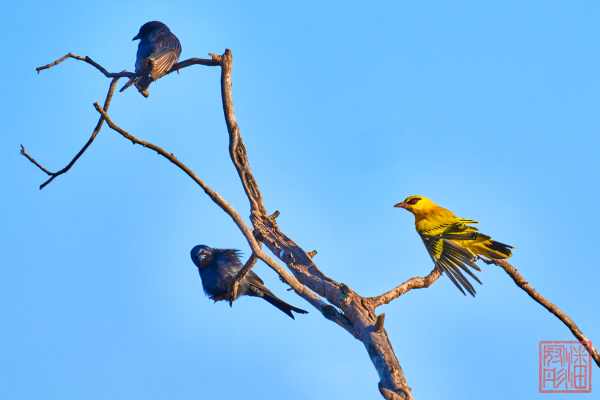 050923-bird_11
