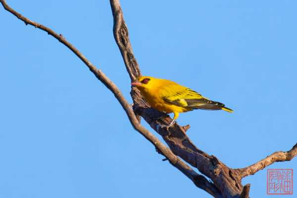 050923-bird_12