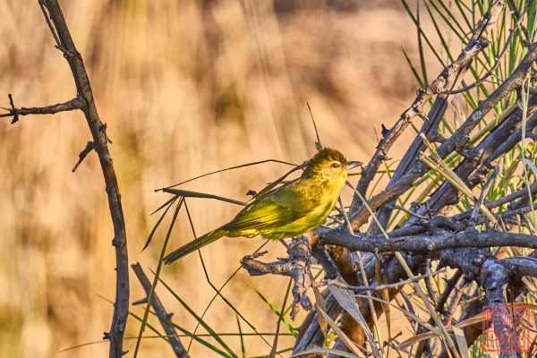 050923-bird_13
