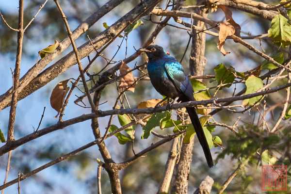 050923-bird_14
